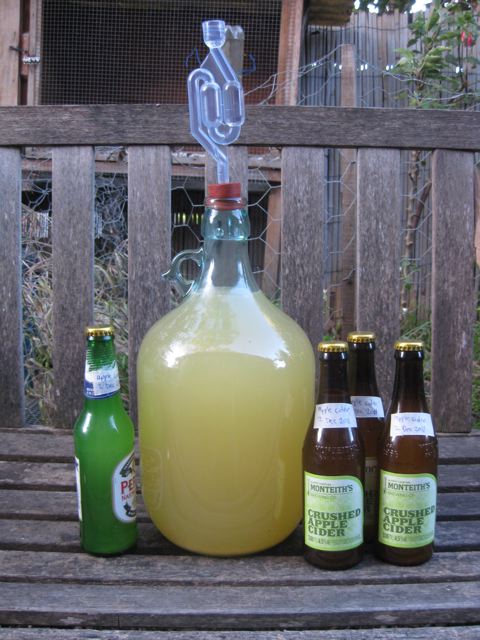 Alcoholic Apple Cider Homebrew Asphyxia